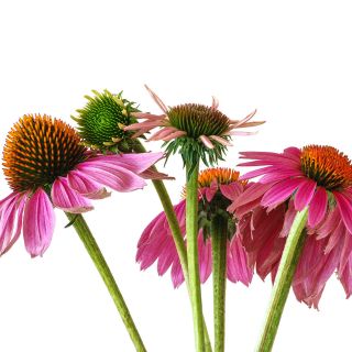 Estratto di Echinacea