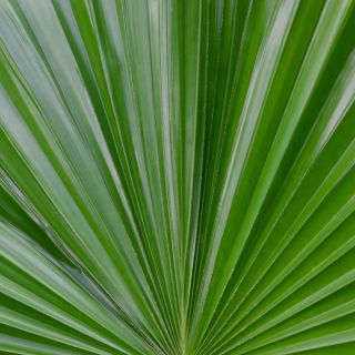 Estratto di Saw Palmetto